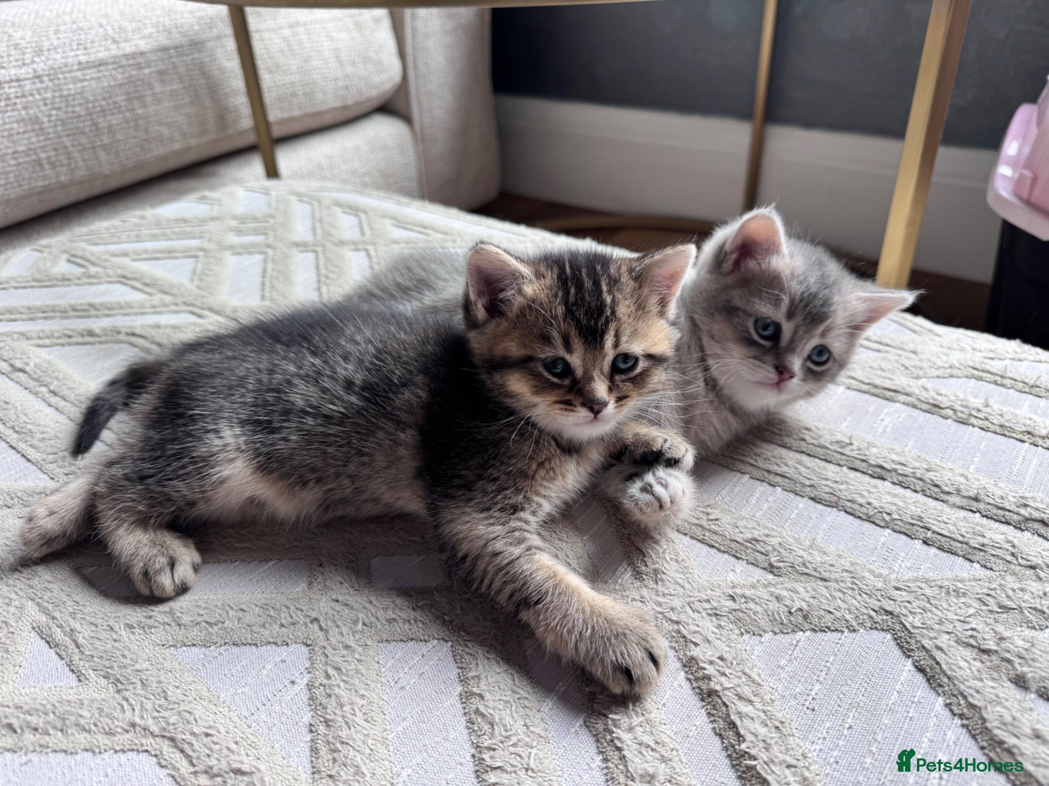 British Shorthair cats Beautiful British Shorthair Kittens  - Advert 14