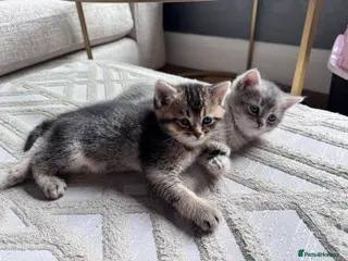 British Shorthair cats Beautiful British Shorthair Kittens - Advert 6