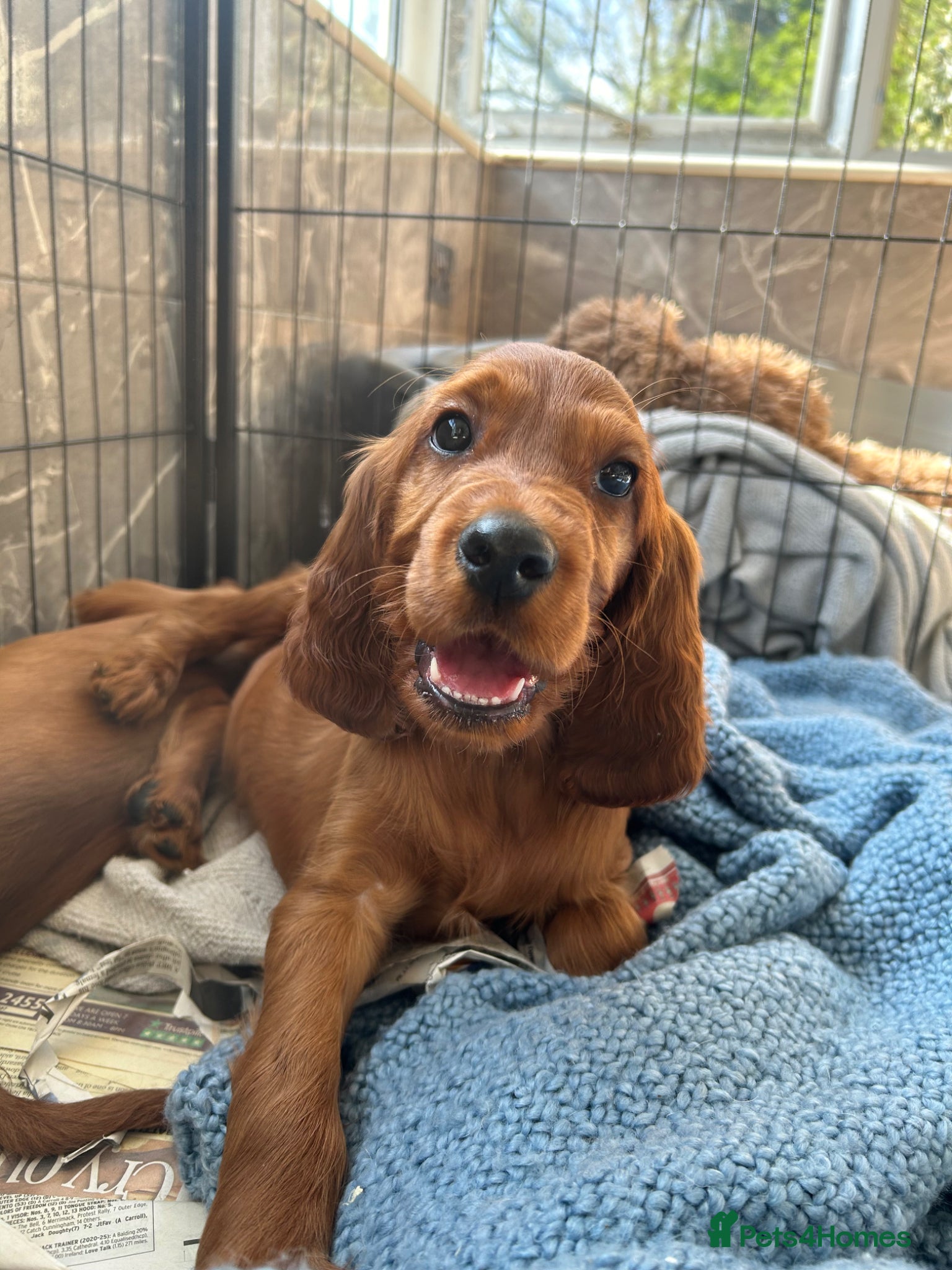 Irish Setter dogs Beautiful litter of Irish Setters available  - Advert 1