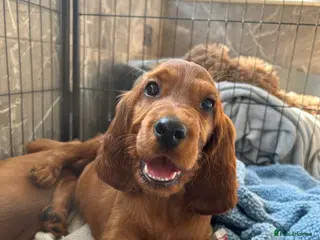 Irish Setter dogs Beautiful litter of Irish Setters available - Advert 1