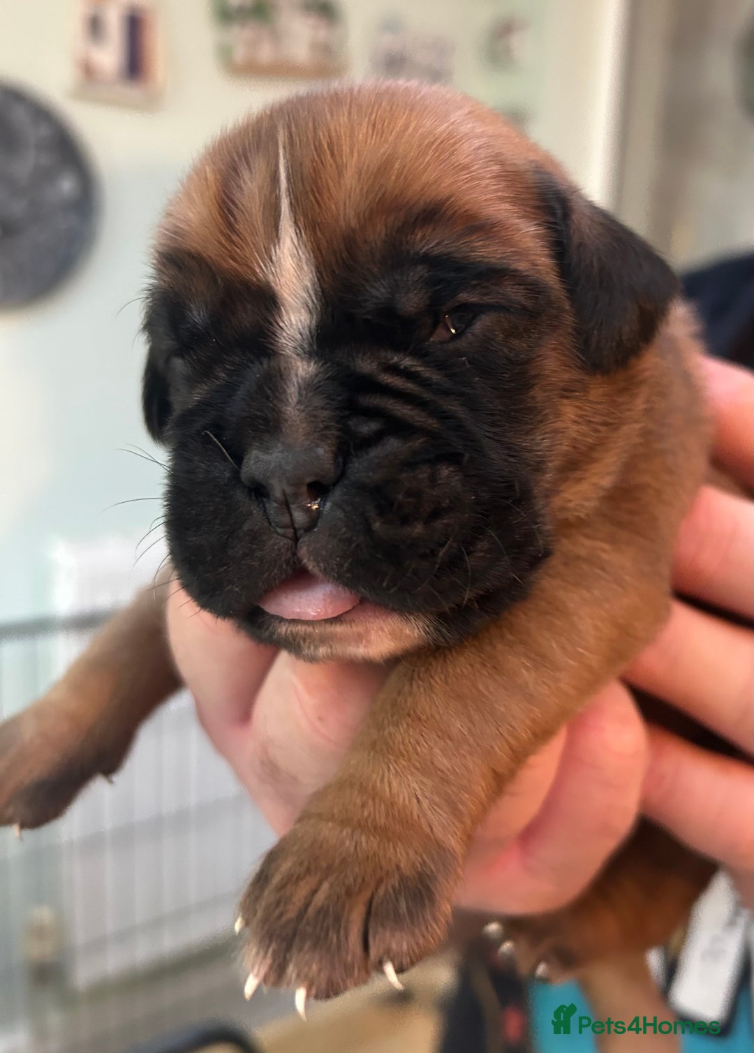 Boxer dogs for sale: Adorable BOXER puppies - Advert 11