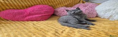 British Shorthair 1