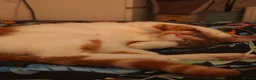 Domestic Shorthair cats for sale: Mother & Son Domestic Shorthair Cats  in Birmingham - Advert 2