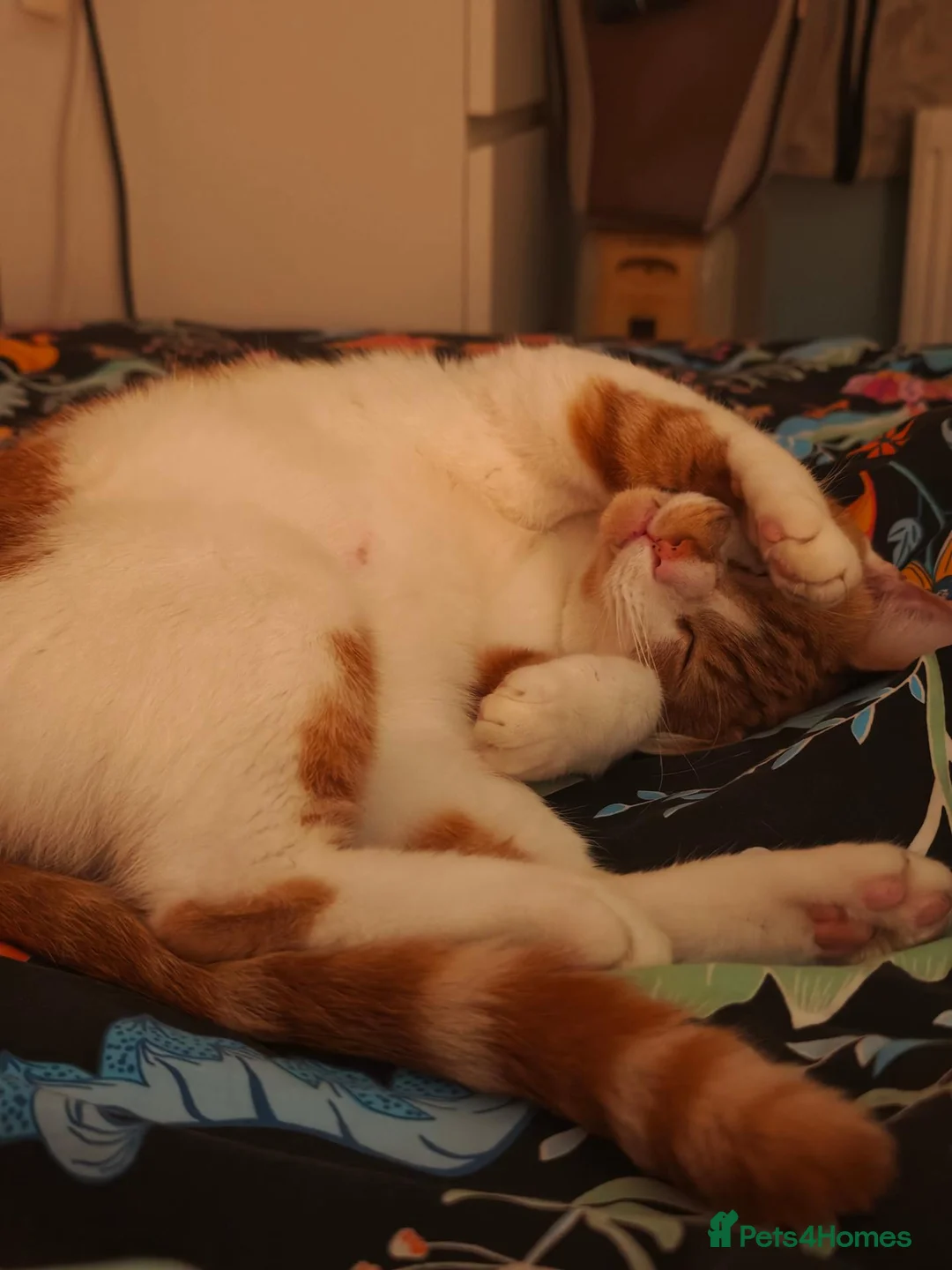 Domestic Shorthair cats for sale: Mother & Son Domestic Shorthair Cats  in Birmingham - Advert 2