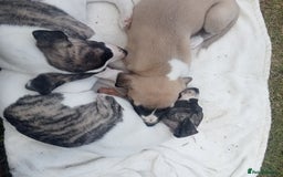 Whippet dogs for sale: Stunning whippet pups - Image 1
