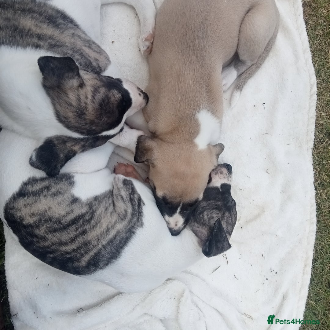 Whippet dogs for sale: Stunning whippet pups - Image 1