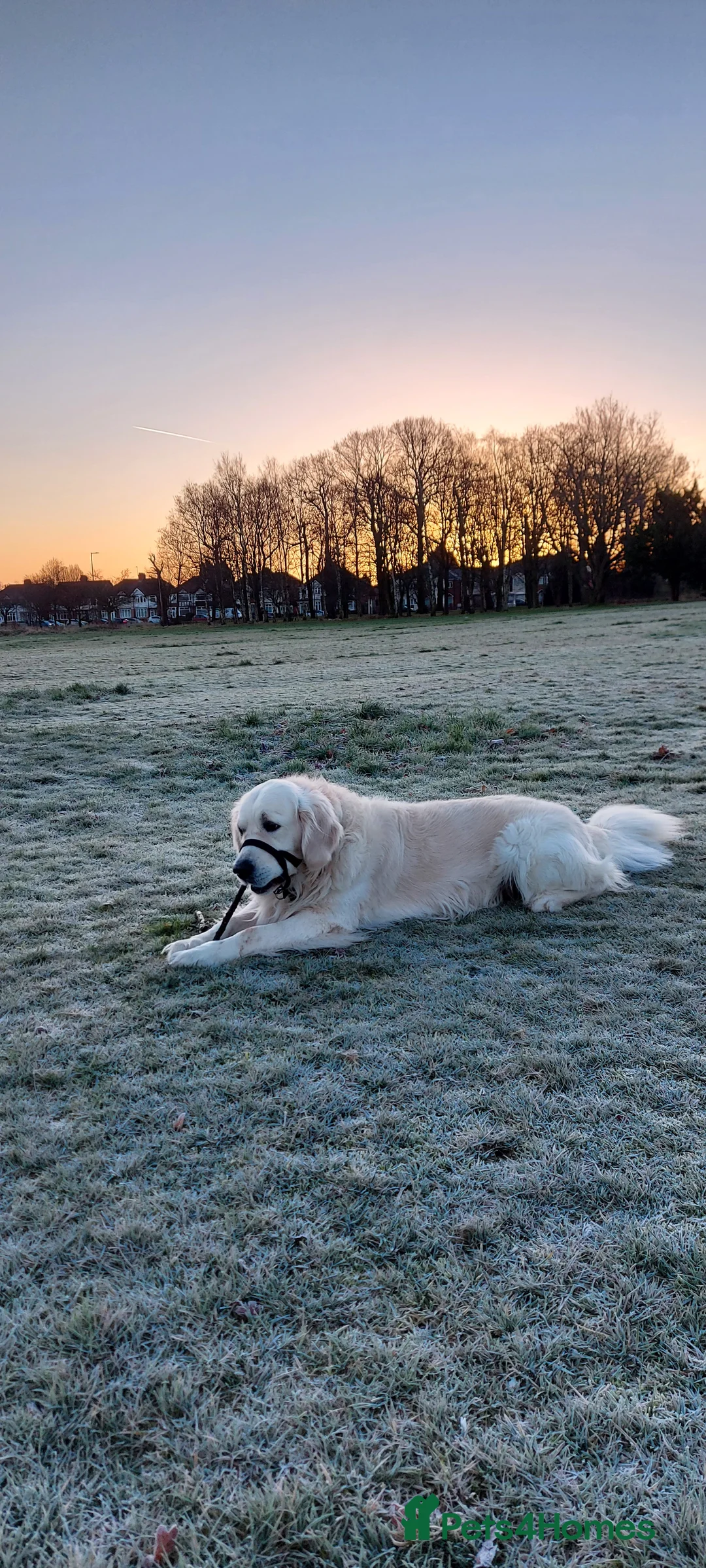 Golden Retriever dogs for stud: Polish Import KC registered Golden Retriever stud in Birmingham - Advert 8