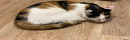 Mixed Breed cats for sale: Beautiful 10yr Old Cat Looking for a Loving Home  - Advert 4