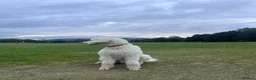 Standard Poodle dogs for stud: Standard Poodle for Stud - Advert 4