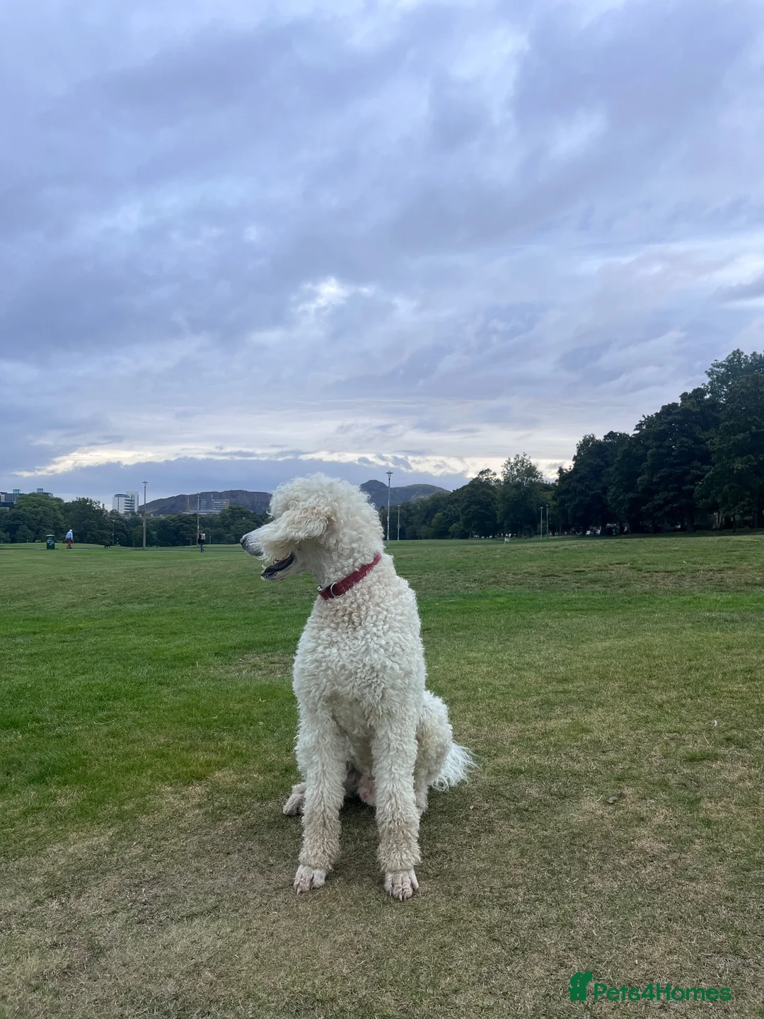 Standard Poodle dogs for stud: Standard Poodle for Stud - Advert 4