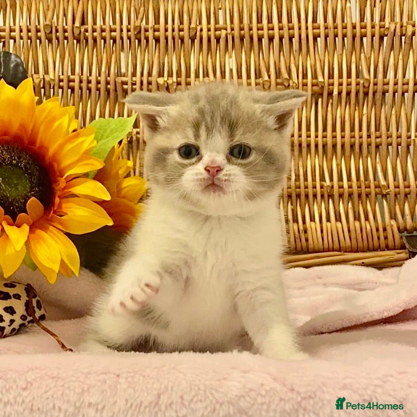 Scottish Fold cats 🧸QUALITY TICA REG FAWN SCOTTISH/BSH 😻🧸 - Advert 17