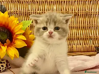 Scottish Fold cats 🧸QUALITY TICA REG FAWN SCOTTISH/BSH 😻🧸 - Advert 17