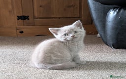British Shorthair cats for sale: Beautiful female kitten  - Image 12