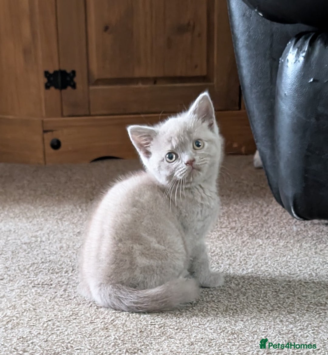 British Shorthair cats for sale: Beautiful female kitten  - Image 12
