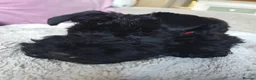 Kerry Blue Terrier dogs for sale: Kerry blue terrier puppies - Advert 5