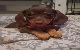 Miniature Dachshund dogs for sale: Mini dachshund  - Image 15