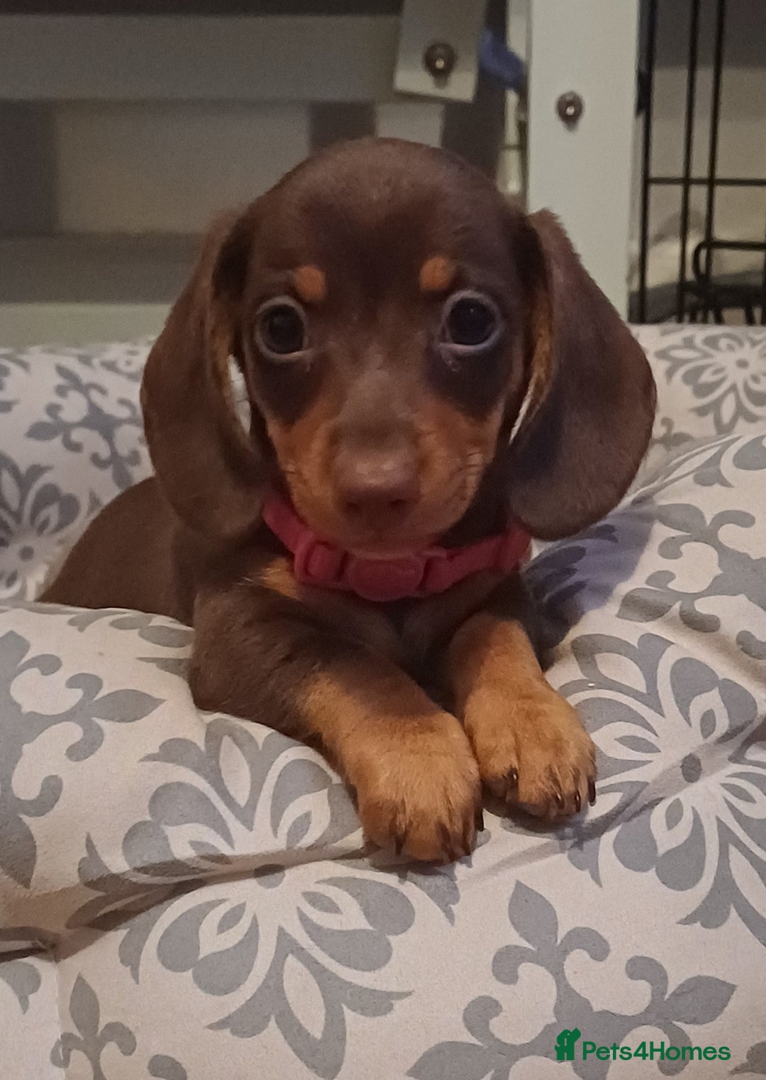 Miniature Dachshund dogs for sale: Mini dachshund  - Image 15