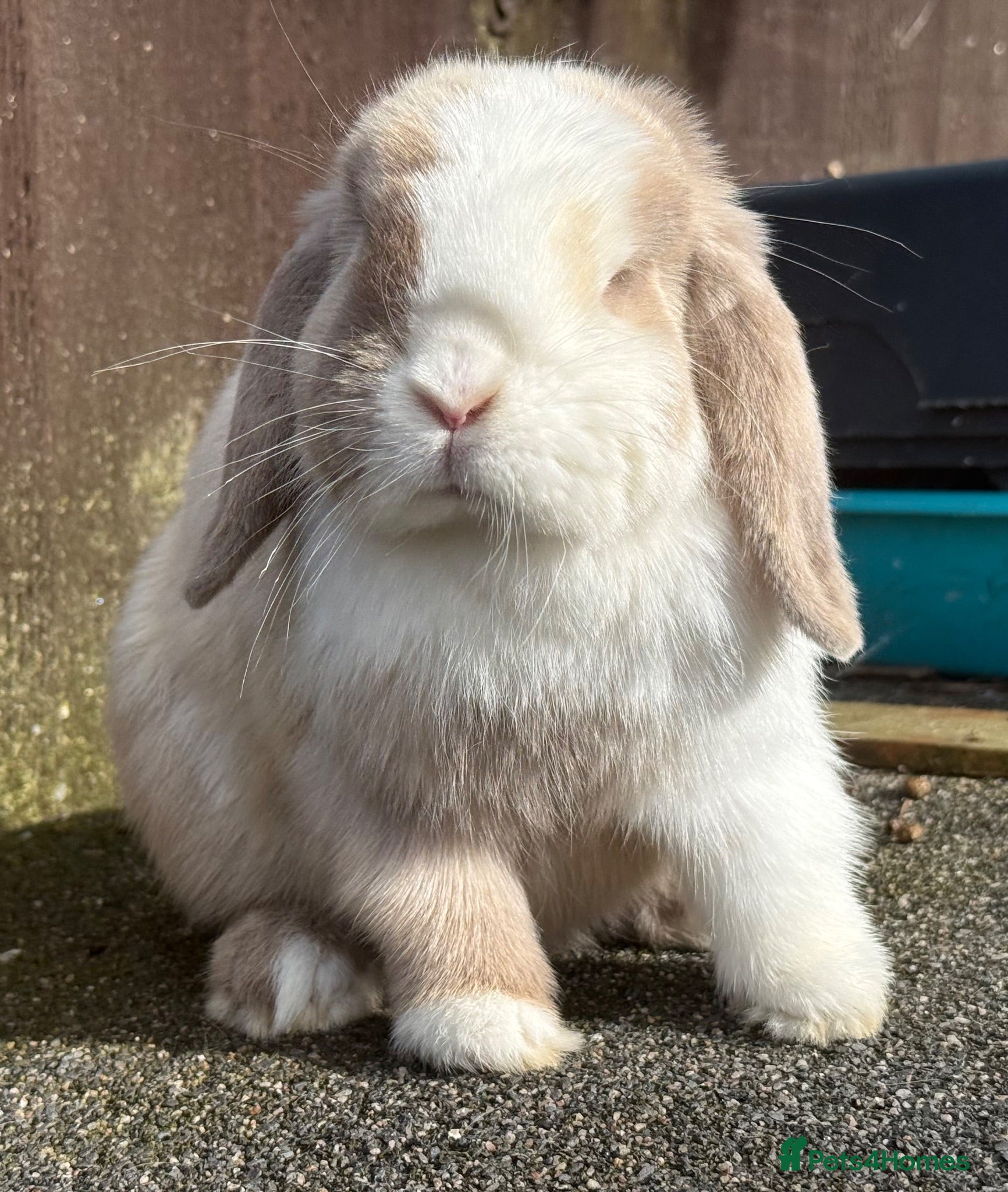 Mini Lop rabbits Torted lilac Harli vm - Advert 2