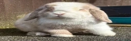 Mini Lop rabbits for sale: Torted lilac Harli vm - Advert 1