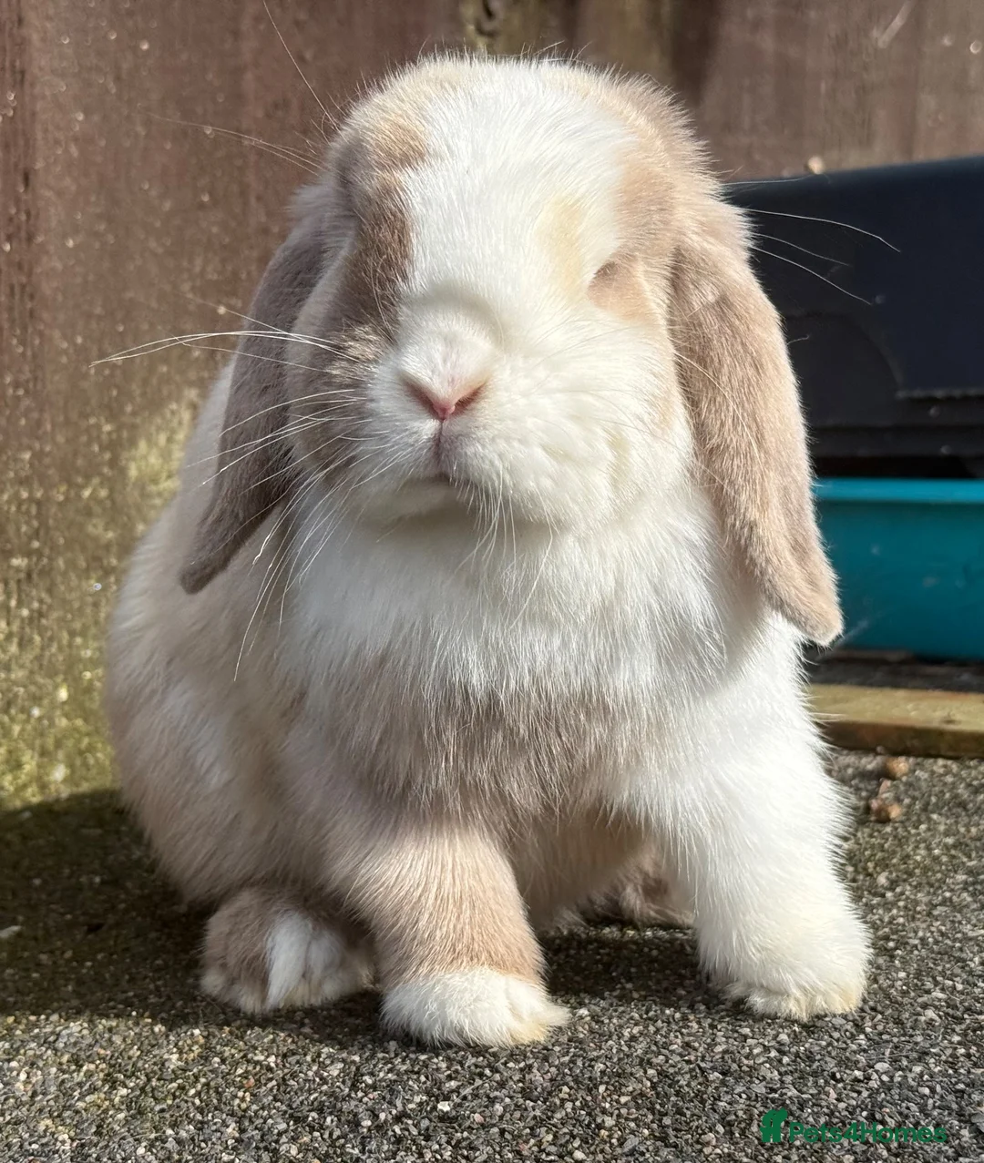 Mini Lop rabbits for sale: Torted lilac Harli vm - Advert 1