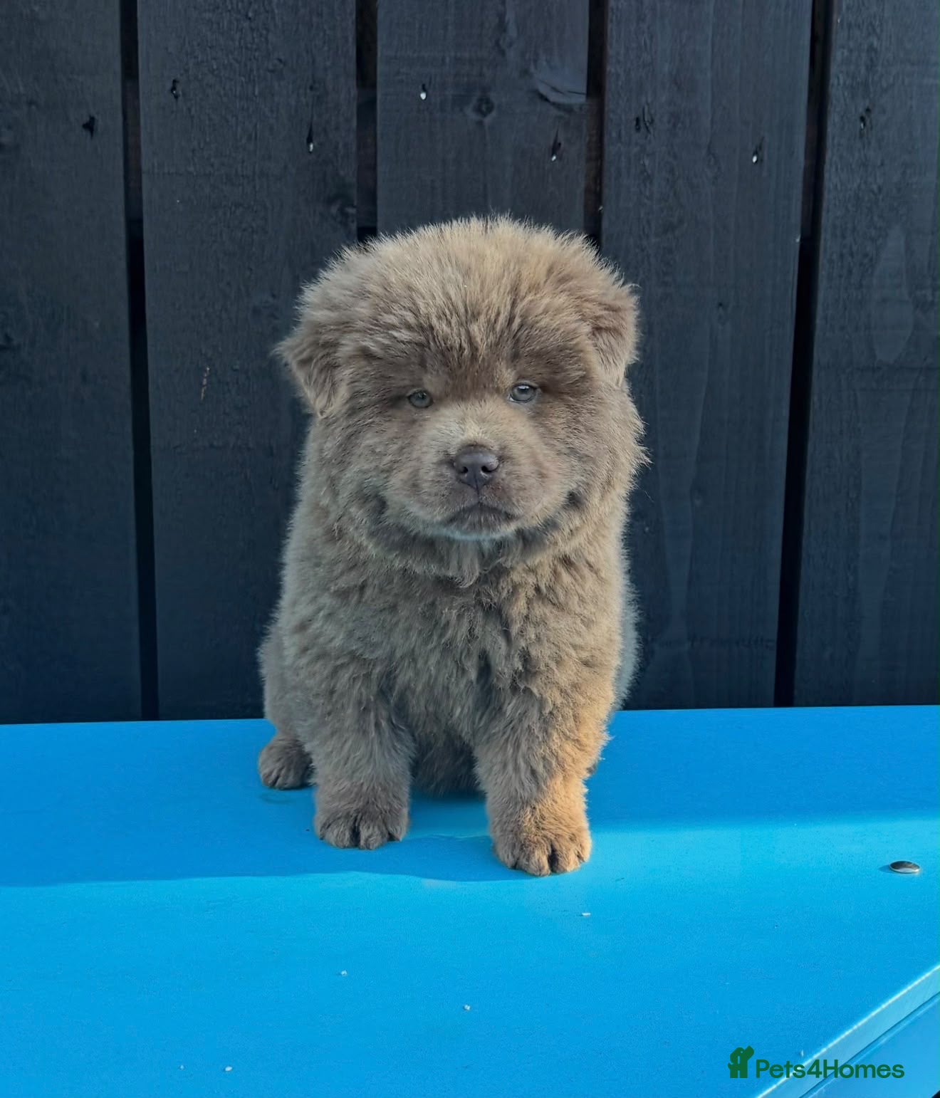 Chow Chow dogs Exotic colour pure chow chow puppies for sale  - Advert 1