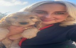 Cockapoo dogs for sale: Cockapoo Pups - Image 9