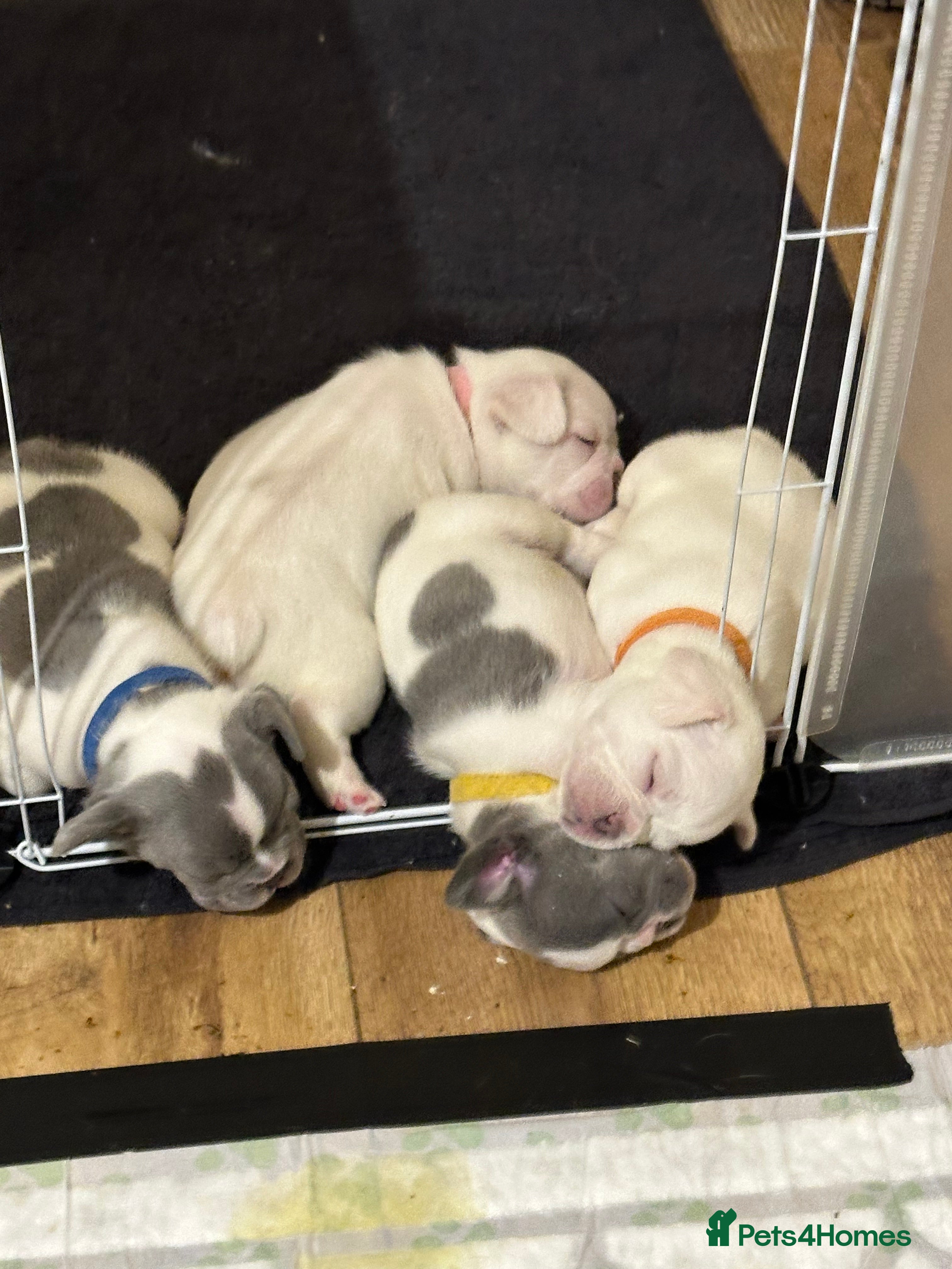 French Bulldog dogs French bulldog “fluffy” - Advert 6