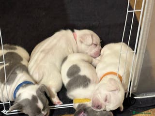 French Bulldog dogs French bulldog “fluffy” - Advert 6