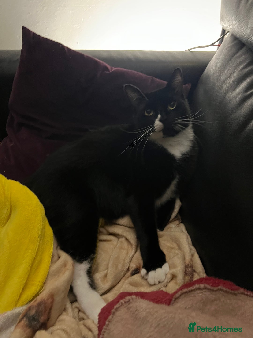 Mixed Breed cats for sale: Maine Coon mix boy - Image 9