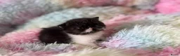Persian cats for sale: Exotic long hair Persian kittens - Advert 16
