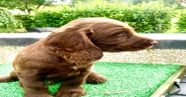 Cocker Spaniel dogs - Advert 3