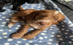 Cockapoo dogs for sale: Exceptional cockapoo pups- 1 Boy, 1 Girl left!! - Image 33