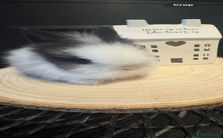 Lionhead rabbits - Advert 2