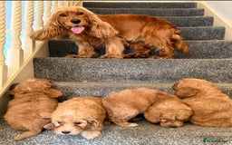 Cockapoo dogs for sale: Toy Cockapoo Puppies  - Image 1