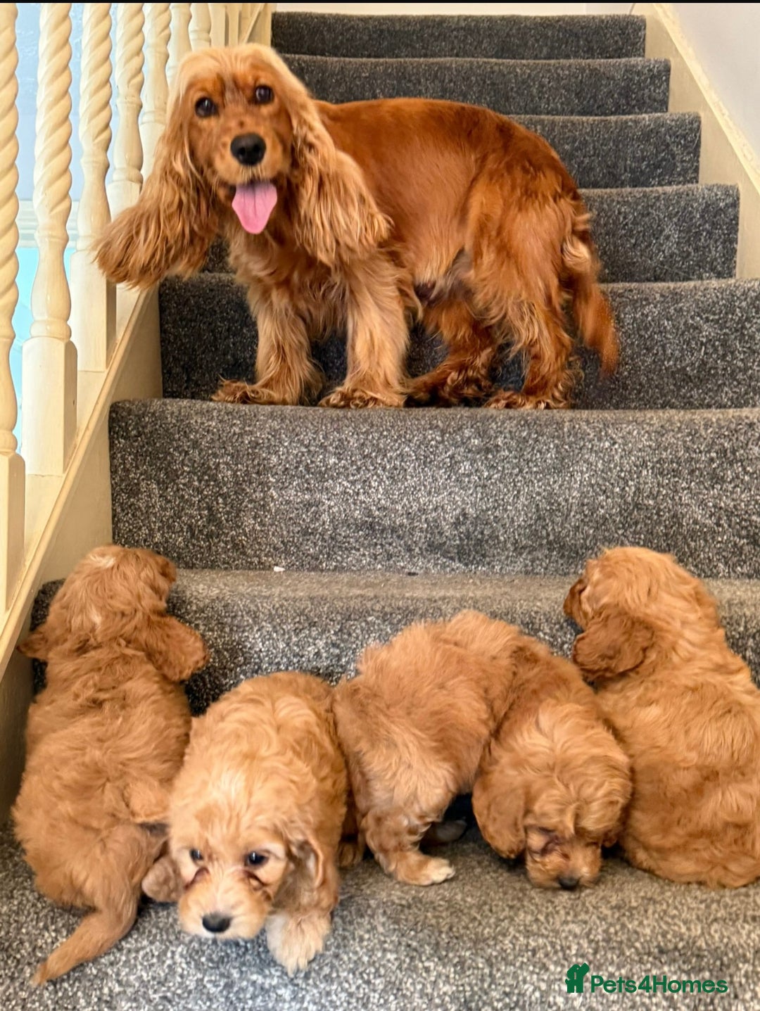 Cockapoo dogs for sale: Toy Cockapoo Puppies  - Image 1
