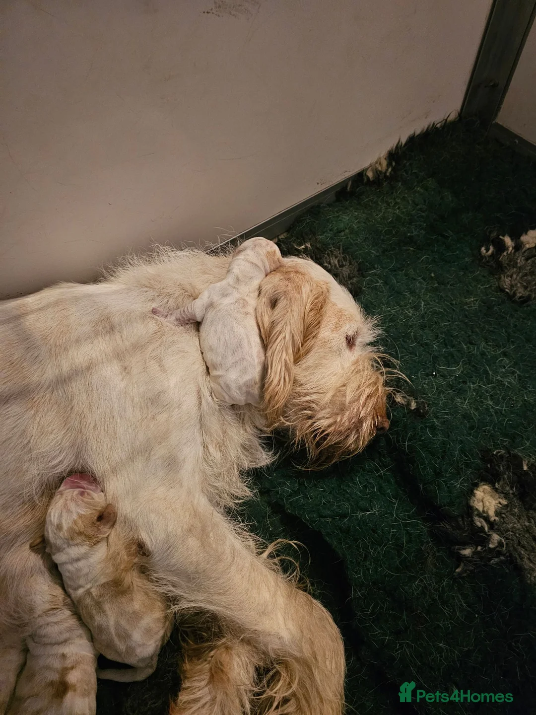 Italian Spinone dogs for sale: Italian Spinone Pups - Advert 2