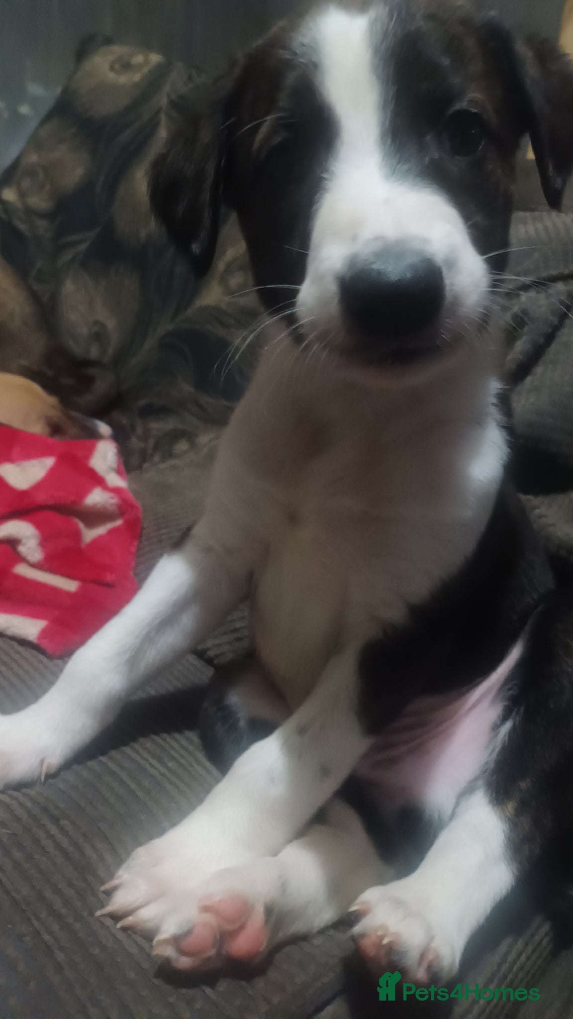 Mixed Breed dogs Bull whippet lurcher puppies - Advert 10