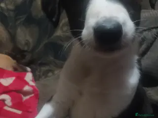 Mixed Breed dogs Bull whippet lurcher puppies - Advert 10