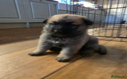 Golden Shepherd dogs for stud: Handsome German/Belgian shepherd - Image 3