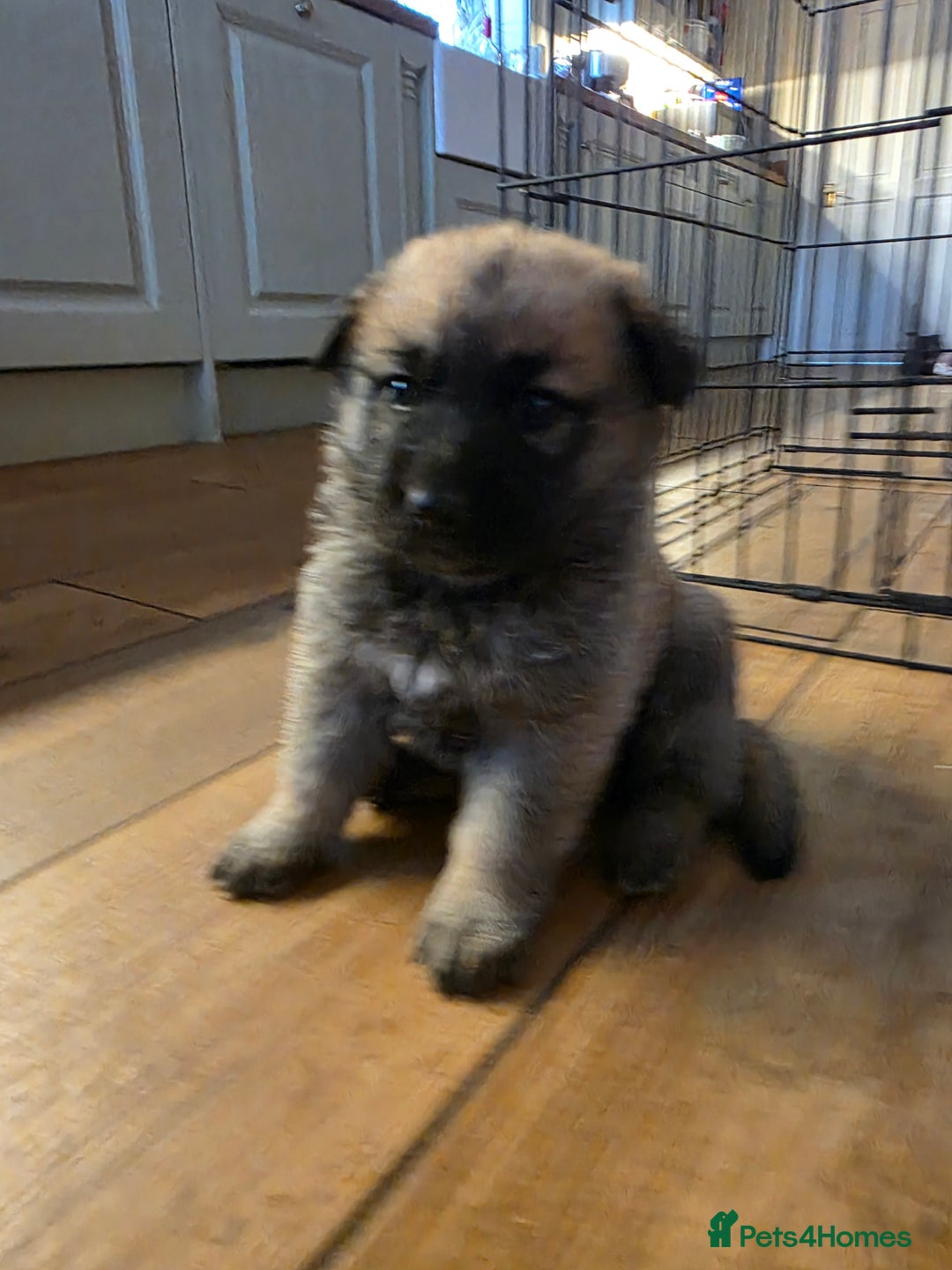 Golden Shepherd dogs for stud: Handsome German/Belgian shepherd - Image 3