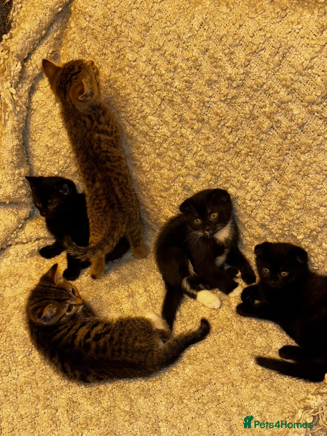 Scottish Fold cats for sale: ✨️5x Scottish Fold/Straight kittens READY TO GO ✨️ - Advert 23