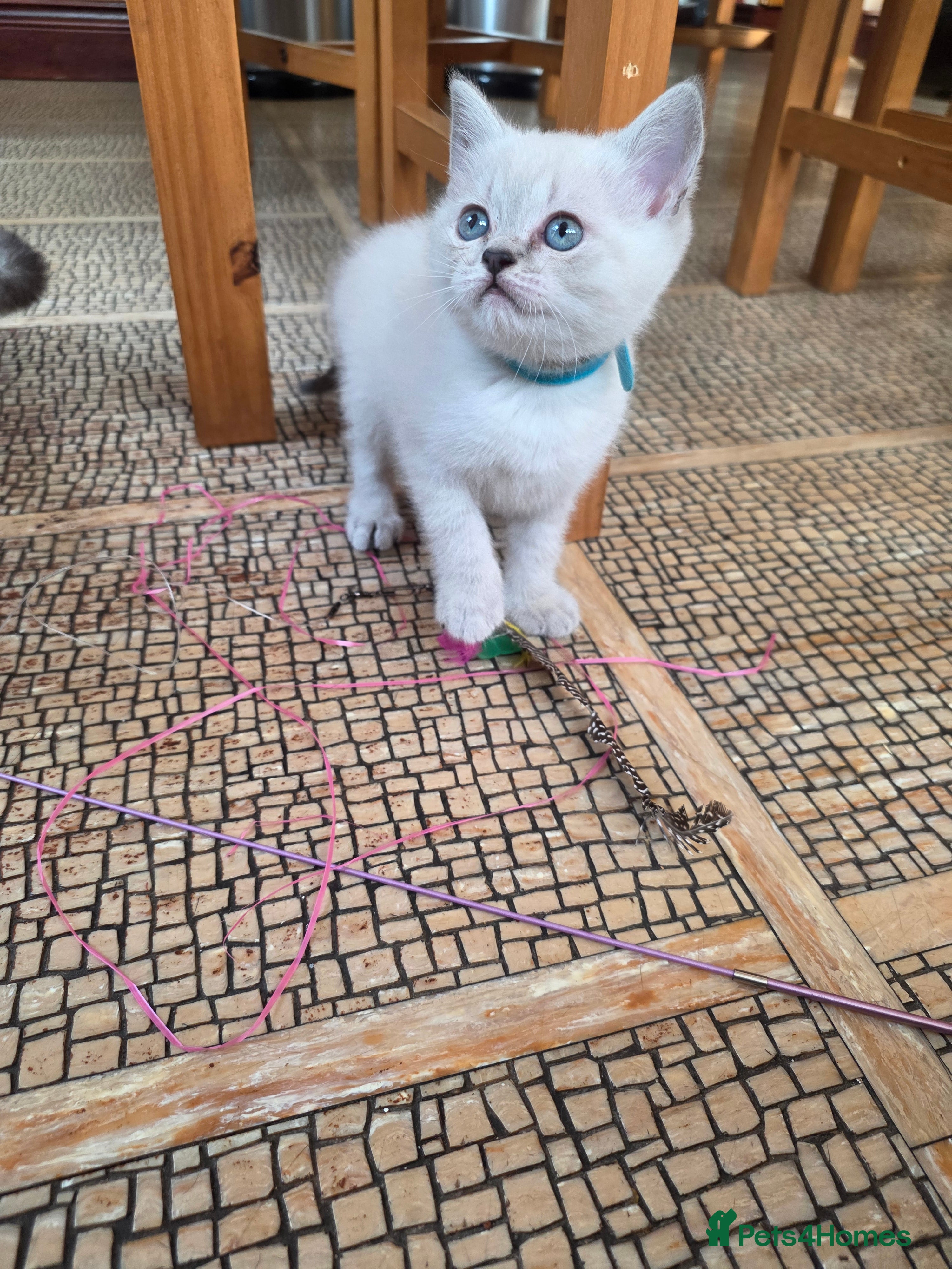 British Shorthair cats 🔥 Stunning British Shorthair Kittens to Reserve - Advert 16