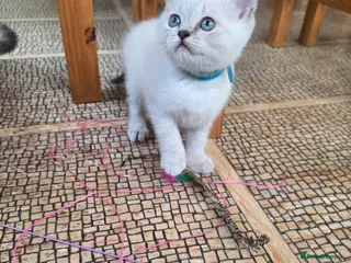 British Shorthair cats 🔥 Stunning British Shorthair Kittens to Reserve - Advert 16