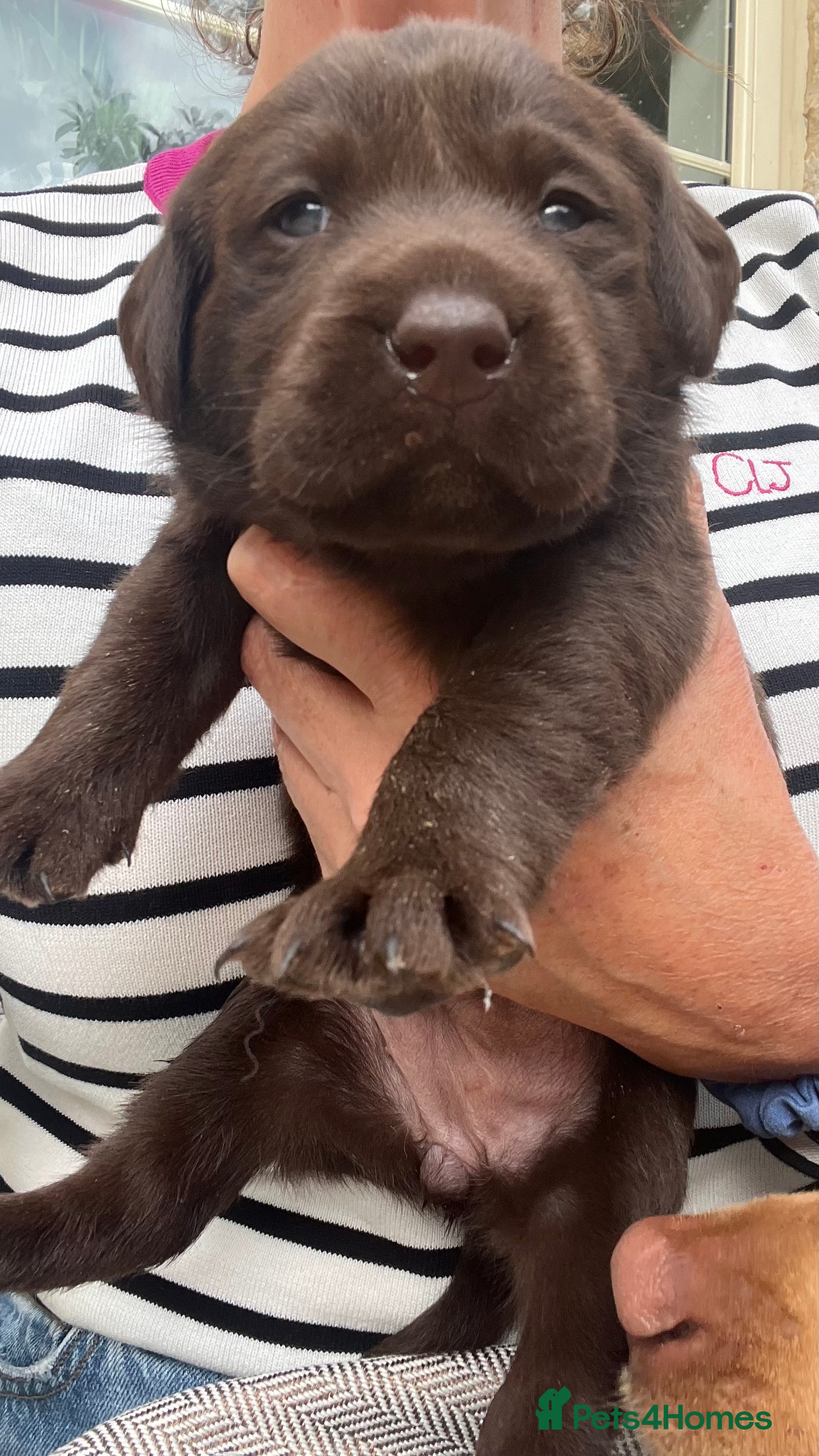 Labrador Retriever dogs KC Labrador Puppies – Exceptional Temperaments - Advert 2