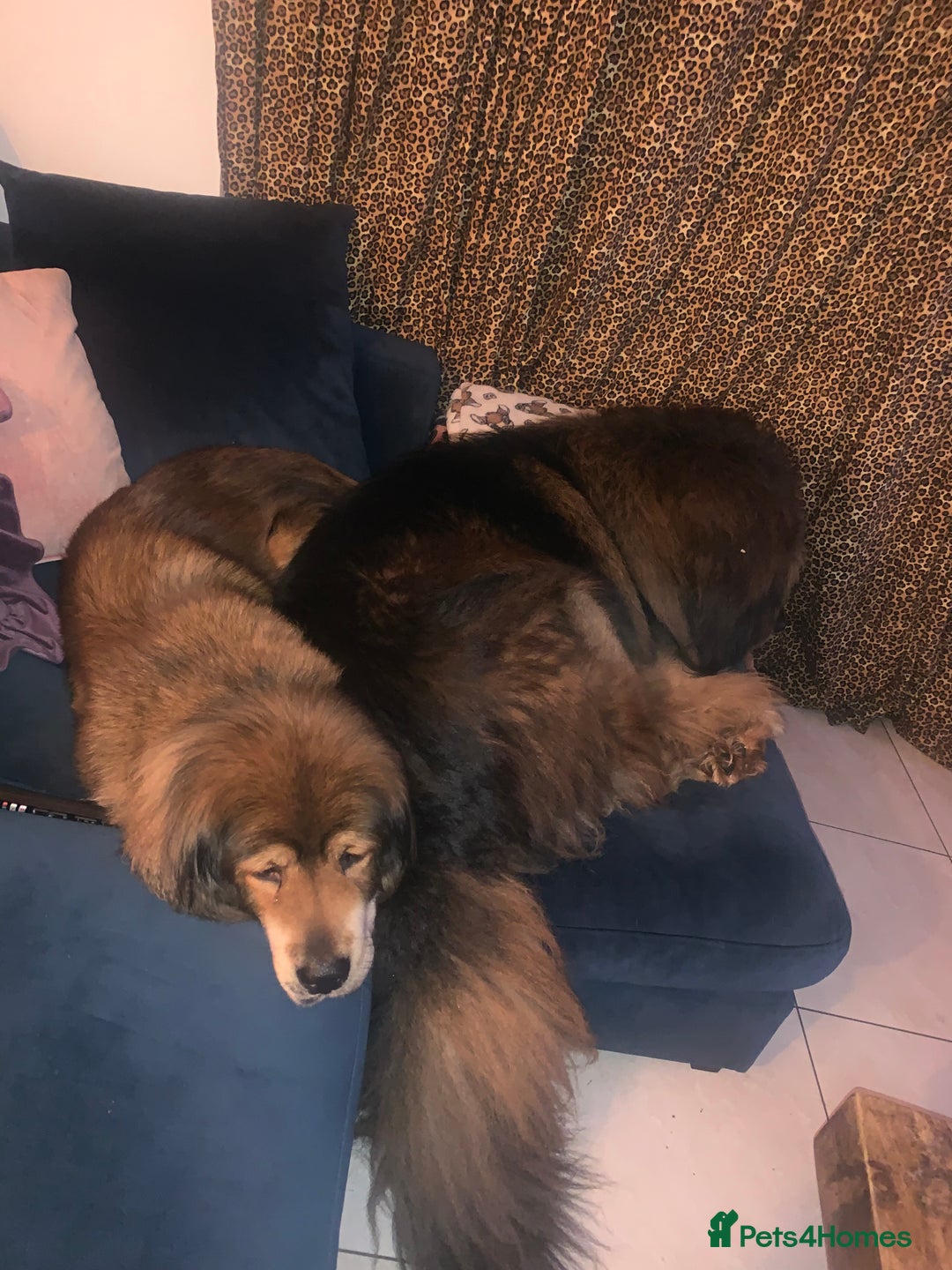 Tibetan Mastiff dogs for sale: 2 Wonderful Tibetan Mastiffs for rehoming - Image 3