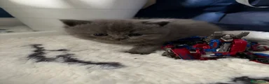Persian Kitten 5