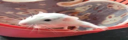 Rat rodents for sale: 2 baby male rats - Advert 6