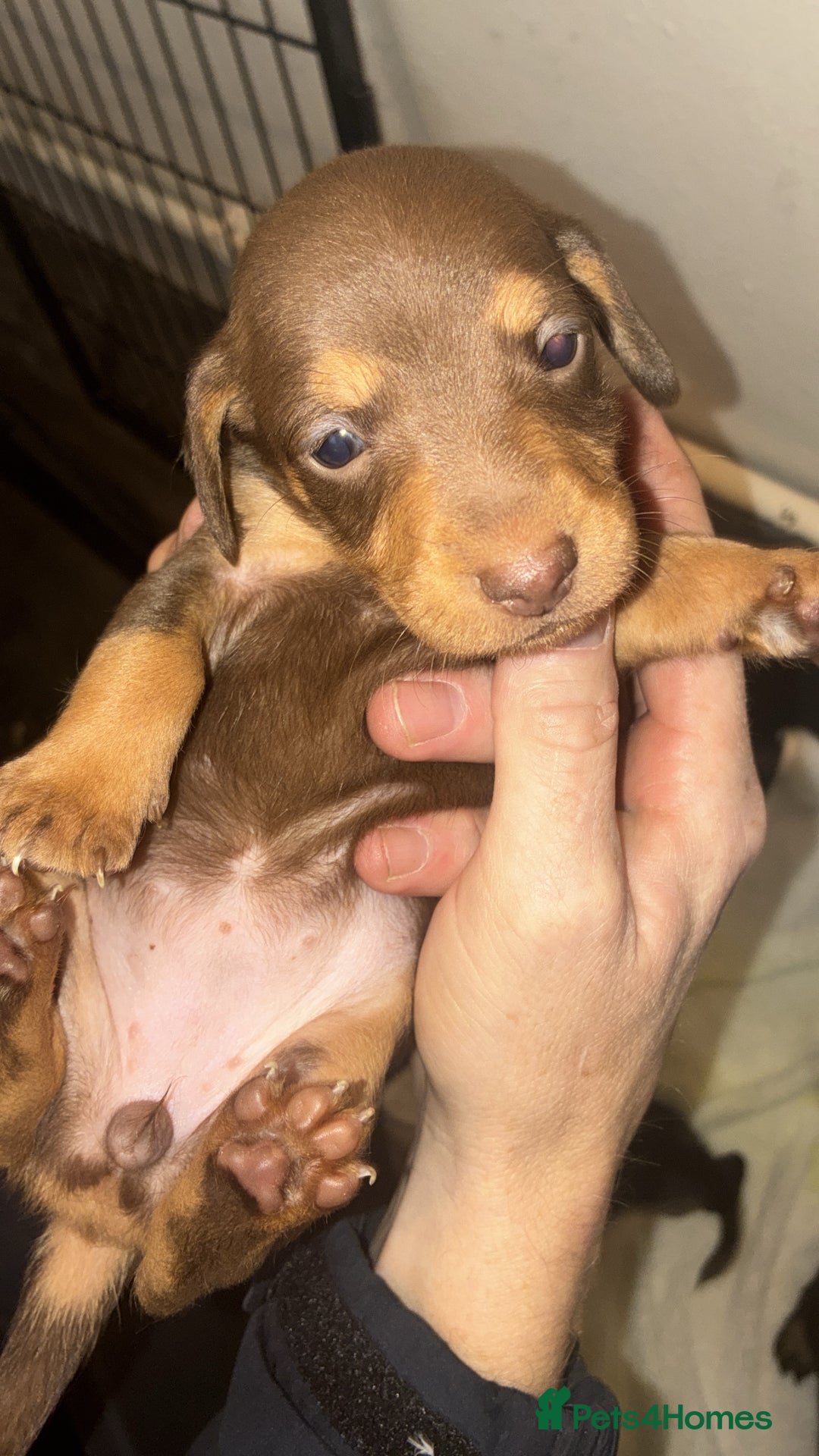Mixed Breed dogs for sale: Patterdale/dashound  - Image 6