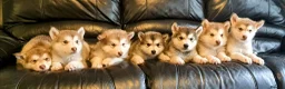 Alaskan Malamute dogs for stud: ALASKAN MALAMUTE FOR STUD in Winchester - Advert 2