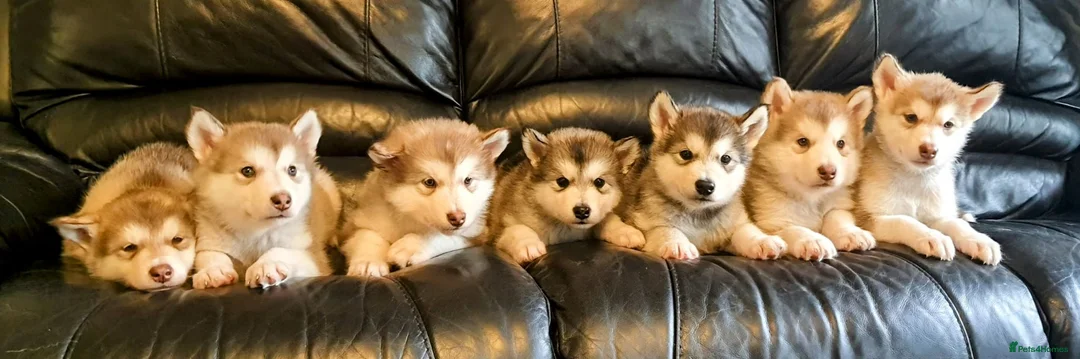 Alaskan Malamute dogs for stud: ALASKAN MALAMUTE FOR STUD in Winchester - Advert 2